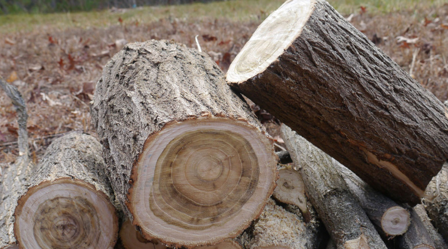 Black Locust